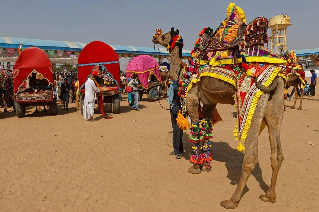 Pushkar Mela Rajasthan 2024: Your Complete Guide to India’s Iconic Camel Fair